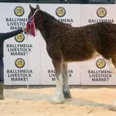 2021 CLHBS Clydesdale Foal Show - Overall Champion, - Macfin Delta Dawn from Messrs. Hanna (Macfin Clydesdales).