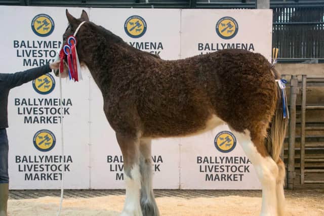 2021 CLHBS Clydesdale Foal Show - Overall Champion, - Macfin Delta Dawn from Messrs. Hanna (Macfin Clydesdales).