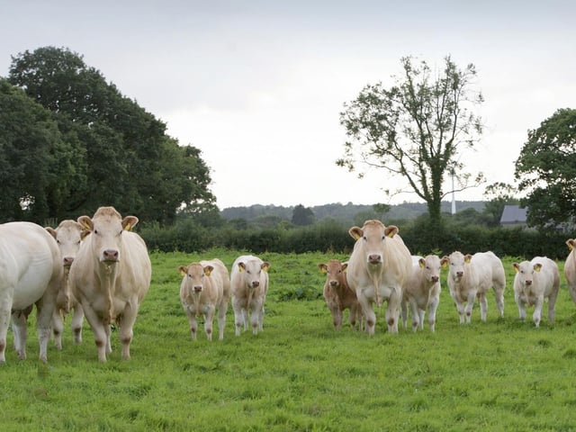 Large Herd Winner; Lyon blondes, Cookstown.