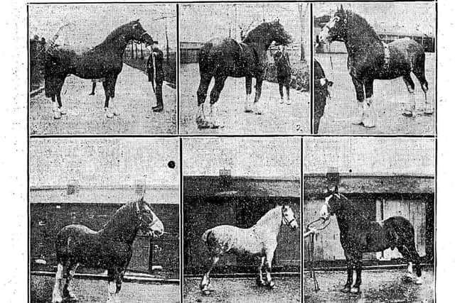 Some of the horses which were on display at the Ulster horse breeding show which was held at Balmoral a century ago this week in 1923. Picture: News Letter/Farming Life archives