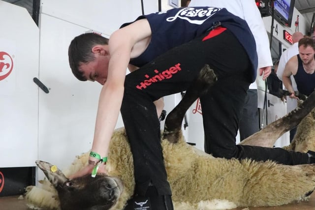 Eoghan McParland shearing in the YFCU Novice.