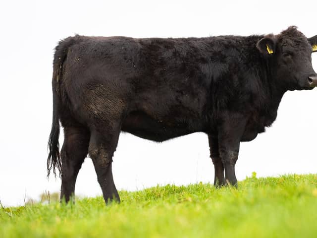Millbrae Black Caoimhe X891, bred by Fr Sean Moore, Derrynoose, County Armagh,  is the star prize in a memorial raffle in aid of Marie Curie. 