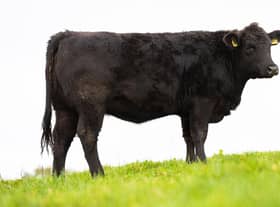 Millbrae Black Caoimhe X891, bred by Fr Sean Moore, Derrynoose, County Armagh,  is the star prize in a memorial raffle in aid of Marie Curie. 