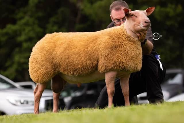 Reserve Male Champion from Ballyhivistock flock of Robert Calvin. Pic: Rouge Club
