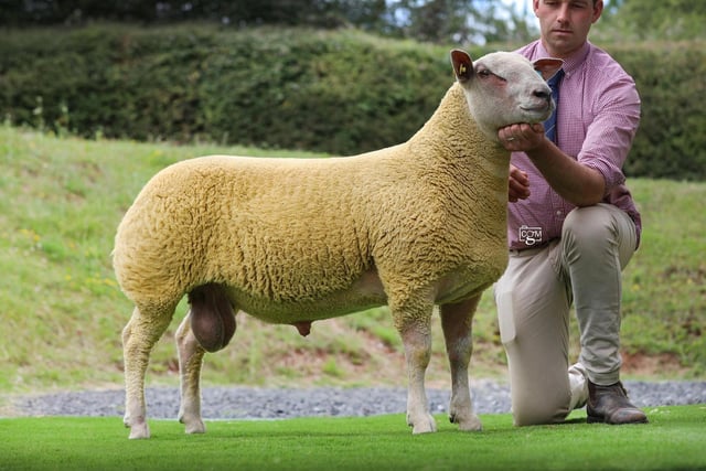 Thw 24k Boyo Bravemansgame is sire of a draft of choice ewe lambs from Graham Fosters Springhill Charollais flock