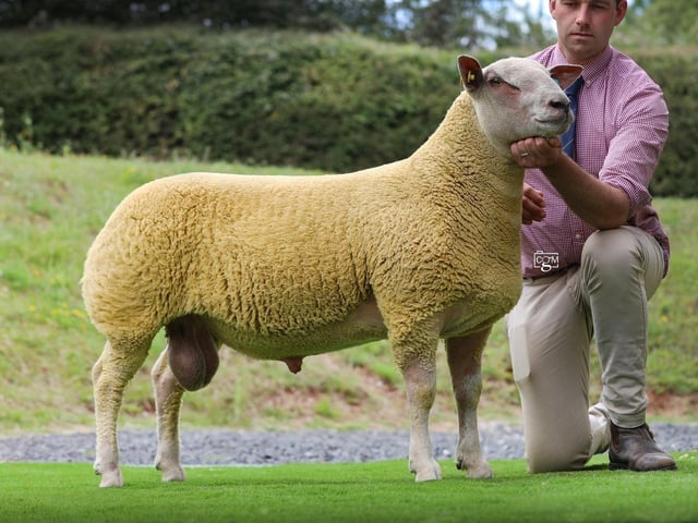 Thw 24k Boyo Bravemansgame is sire of a draft of choice ewe lambs from Graham Fosters Springhill Charollais flock