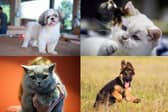 Did your favourite breed make the list?