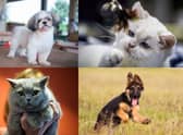 Did your favourite breed make the list?