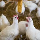 Delivering enriched environments is now a priority for the poultry sector