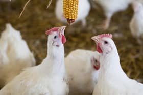 Delivering enriched environments is now a priority for the poultry sector
