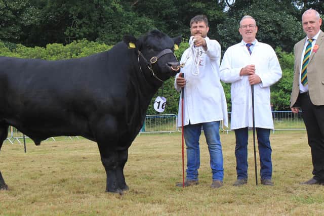 Second reserve Ulster champion was Island Farm Master Missie X854 shown by Ivan and Neville Forsythe, Moneymore, Included is judge Jonathan Doyle, Cookstown. Picture: Julie Hazelton