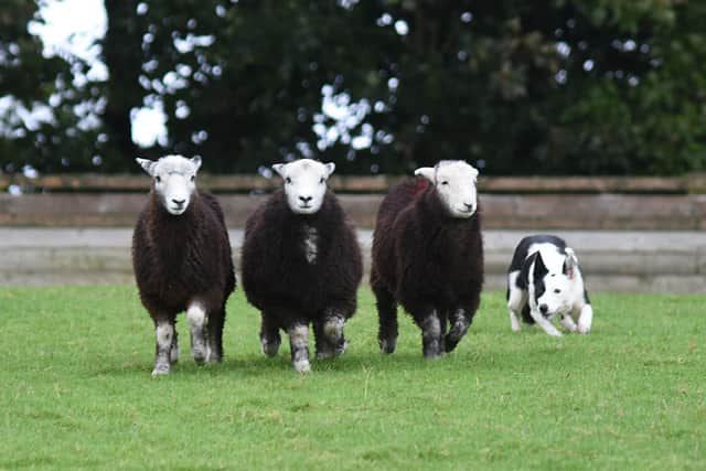 With double the number of field dogs for sale, and three times the number of unbroken pen dogs, the air was abuzz at Craven Cattle Mart’s Autumn Sale of Working Sheepdogs, sponsored by Farmers Guardian’s the Mart’s the Heart. Picture: Adrian Legge
