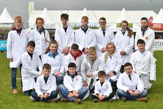 Young limousin breeders