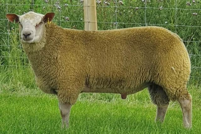The club is looking forward to Balmoral Show with a good entry of sheep forward. Pictured is Greenvale Victor. (Pic: NI Charollais Sheep Society)