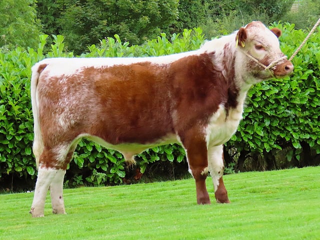 Ballyreagh Ralph from N&M Moilies (NI) made £2,350
