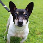 Percy is a very friendly older gent who absolutely loves the company of people.