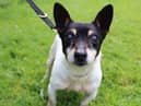 Percy is a very friendly older gent who absolutely loves the company of people.