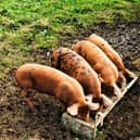 An example of Jubilee Farm free-range pigs.