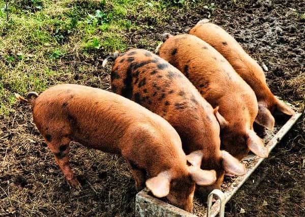 An example of Jubilee Farm free-range pigs.
