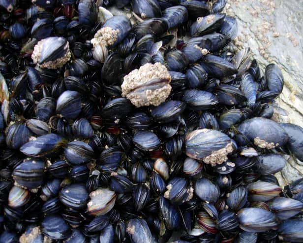 Shellfish and seaweed farming offer potentially sustainable food sources and are increasingly recognised for their additional environmental benefits, but research into their value for fish populations is currently lacking.