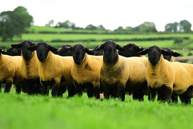 The Jalex Genes ram sale has built up a solid reputation with both commercial and pedigree sheep farmers who seek out the modern clean, flashy Suffolk rams that will breed lambs to suit todays marketplace. It takes place on farm at Gloverstown Road, Randalstown on Friday evening 18th August at 6.30pm. Pic: Agriimages