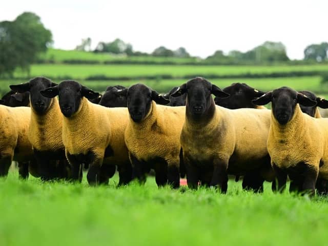 The Jalex Genes ram sale has built up a solid reputation with both commercial and pedigree sheep farmers who seek out the modern clean, flashy Suffolk rams that will breed lambs to suit todays marketplace. It takes place on farm at Gloverstown Road, Randalstown on Friday evening 18th August at 6.30pm. Pic: Agriimages