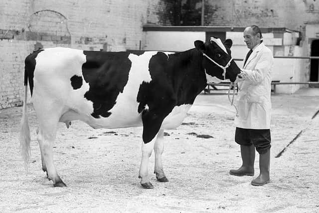 Mr Sam Wilson from Crumlin pictured in September 1982 with the reserve champion heifer at the Friesian Breeders’ Club show and sale at Banbridge. Picture: Farming Life/News Letter archives