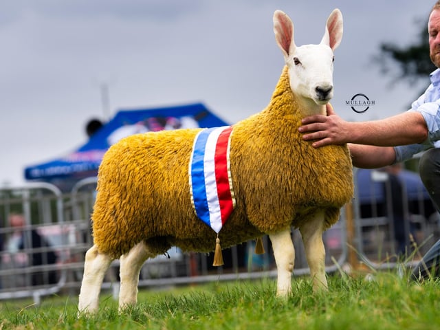 Border Leicester National Show Champion 2026 from Joanne Mc Farlane