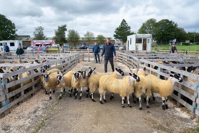 Alwyn McFarland, judge, at the Alexander Gourley open air sheep show and sale at Aghanloo on Tuesday morning. Photo Clive Wasson