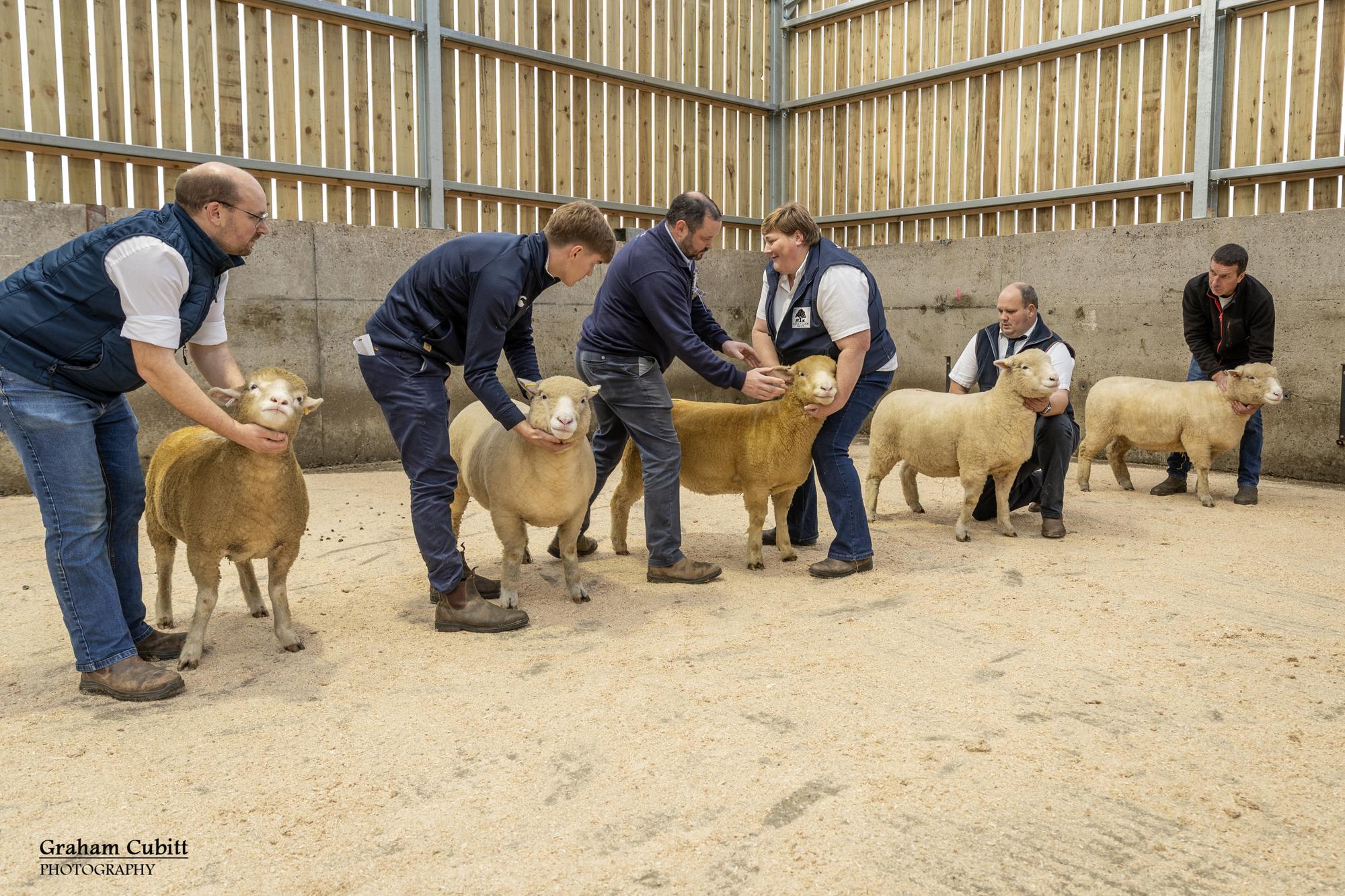 Seamus Mullan, Islaharnan Flock, Armoy, judging the NI Dorsets Autumn Show at Ballymena Livestock Mart.