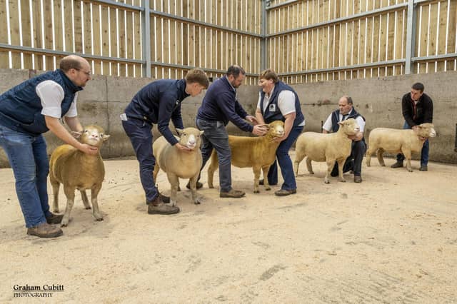 Seamus Mullan, Islaharnan Flock, Armoy, judging the NI Dorsets Autumn Show at Ballymena Livestock Mart.