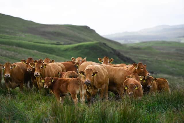 The British Limousin Society says 2024 will see it continue to share the insights that are coming from the analysis of its genotype data set. (Pic supplied by British Limousin Society)
