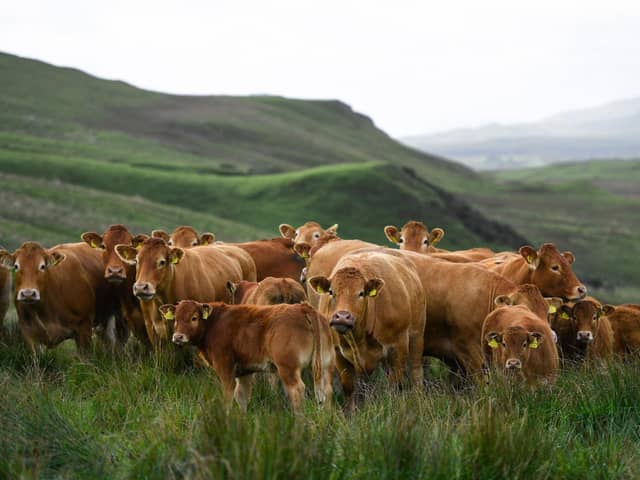 The British Limousin Society says 2024 will see it continue to share the insights that are coming from the analysis of its genotype data set. (Pic supplied by British Limousin Society)