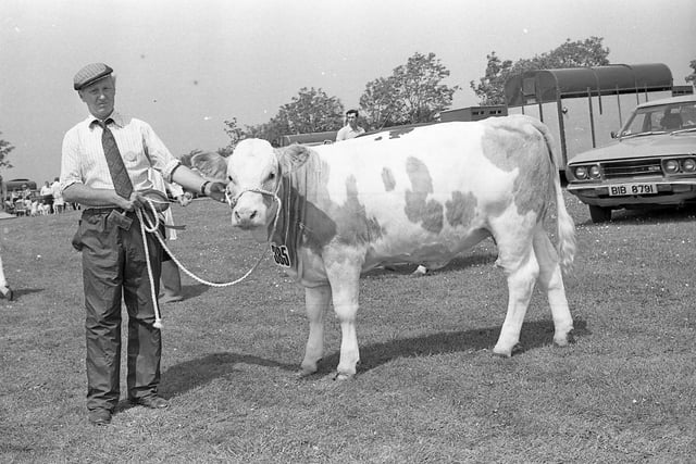 The champion Simmental of D and G Robinson, Derrycorey, Portadown, at the Portadown Show in June 1982. Picture: Farming Life/News Letter archives
