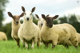 Clive and Joel Richardson, Portadown run a successful commercial sheep enterprise on the outskirts of Portadown. Their tried and trusted source for flock replacements and stock rams is James Alexander who hosts a breeding sale on farm each season at Randalstown. Pic: Agriimages