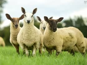 Clive and Joel Richardson, Portadown run a successful commercial sheep enterprise on the outskirts of Portadown. Their tried and trusted source for flock replacements and stock rams is James Alexander who hosts a breeding sale on farm each season at Randalstown. Pic: Agriimages