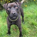 Robin is a cute and determined three-year-old Patterdale Terrier. (Pic: Dogs Trust)