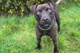 Robin is a cute and determined three-year-old Patterdale Terrier. (Pic: Dogs Trust)