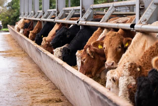 Foyle have adopted a feed bunk management system. (Pic: Foyle Food Group)