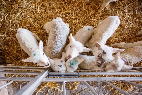 Sheep producers keen to kickstart the 2023 lambing season with a topical husbandry refresher, as well as gain some practical surplus lamb rearing tips,  can register for a free advisory webinar being held at 12.15pm on Tuesday 28 February.