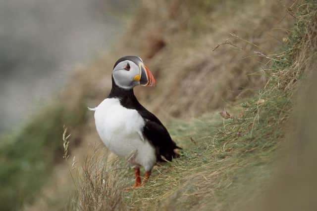 The first Puffins of the season have returned to Rathlin Island, and they’re right on cue. Picture: RSPB