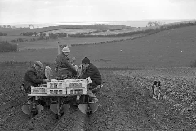 In February 1983 while many farmers had still to dig up the 1982 potato crop one of those busy planting 1983 ‘earlies’ was Co Down farmer William Dalzell of Finlay’s Road, Newtownards. William is pictured planting ‘early’ potatoes, assisted by his brother David, and his father Mr John Dalzell. Picture: Farming Life/News Letter archives