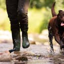 hunting with dogs