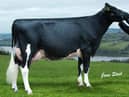 Prehen Altabarney Froukje EX90 20* is a former number one genomic cow in the UK. She is the Gdam of one bull, and the 3Dam of two Prehen bulls selling at Kilrea. 