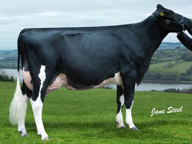 Prehen Altabarney Froukje EX90 20* is a former number one genomic cow in the UK. She is the Gdam of one bull, and the 3Dam of two Prehen bulls selling at Kilrea. 