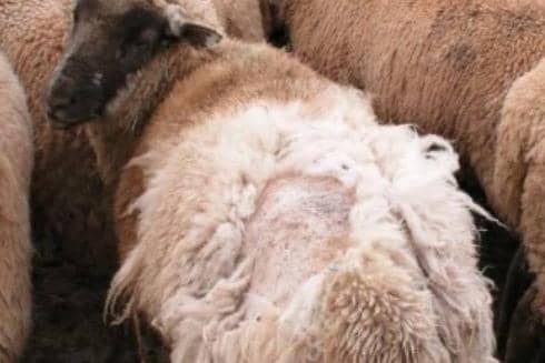 Sheep scab. Image courtesy of SCOPS.