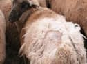 Sheep scab. Image courtesy of SCOPS.