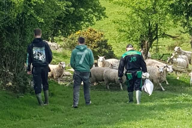 Checking on the sheep at Wingrove Farm, Saintfield.