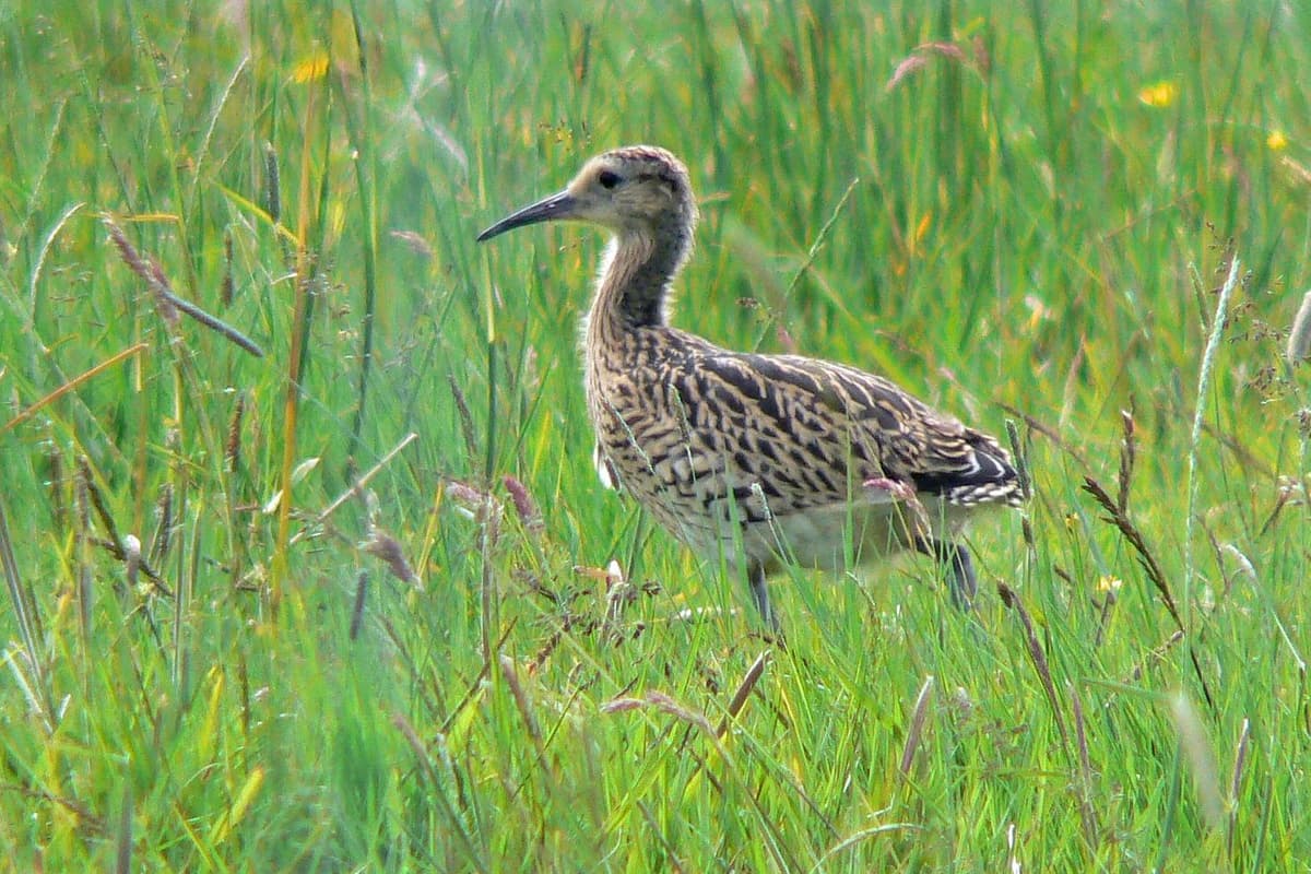 Curlew Rspb Stunning curlew conservation success, as RSPB NI announces spectacular ...