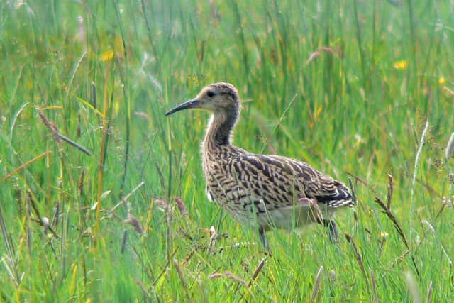 RSPB NI has revealed the results of its record-breaking curlew breeding season in 2022 which saw the number of curlew chicks successfully fledging in the Glenwherry area more than double compared to 2021. Picture: RSPB